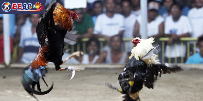 Phân tích kỹ thuật quan sát gà chọi chuyên nghiệp
